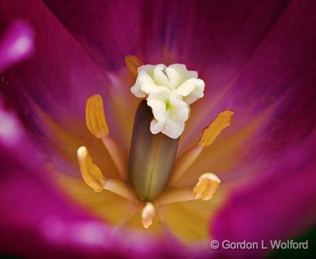 Tulip Interior_48509-10.jpg - Photographed near Ottawa, Ontario - the Capital of Canada.